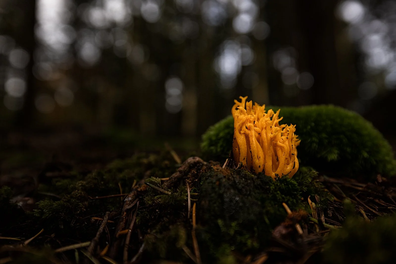 Bacton Wood III - Slime