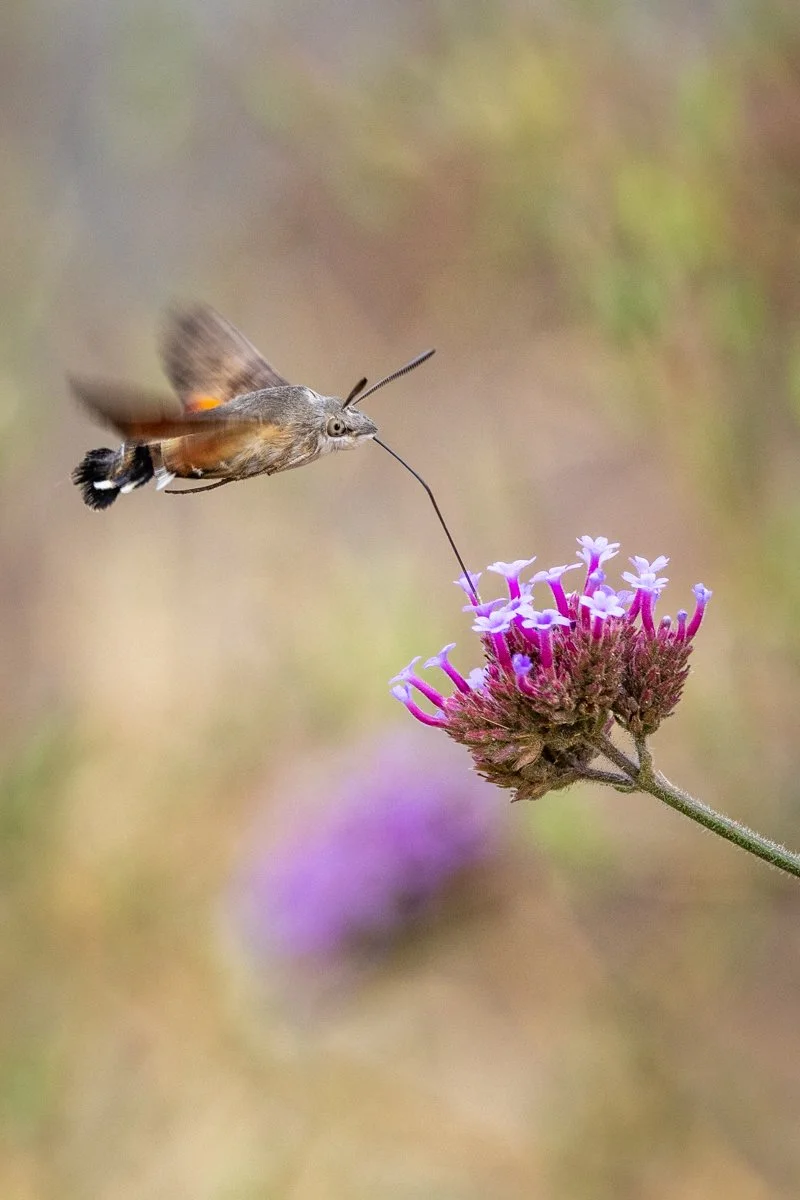 Flight