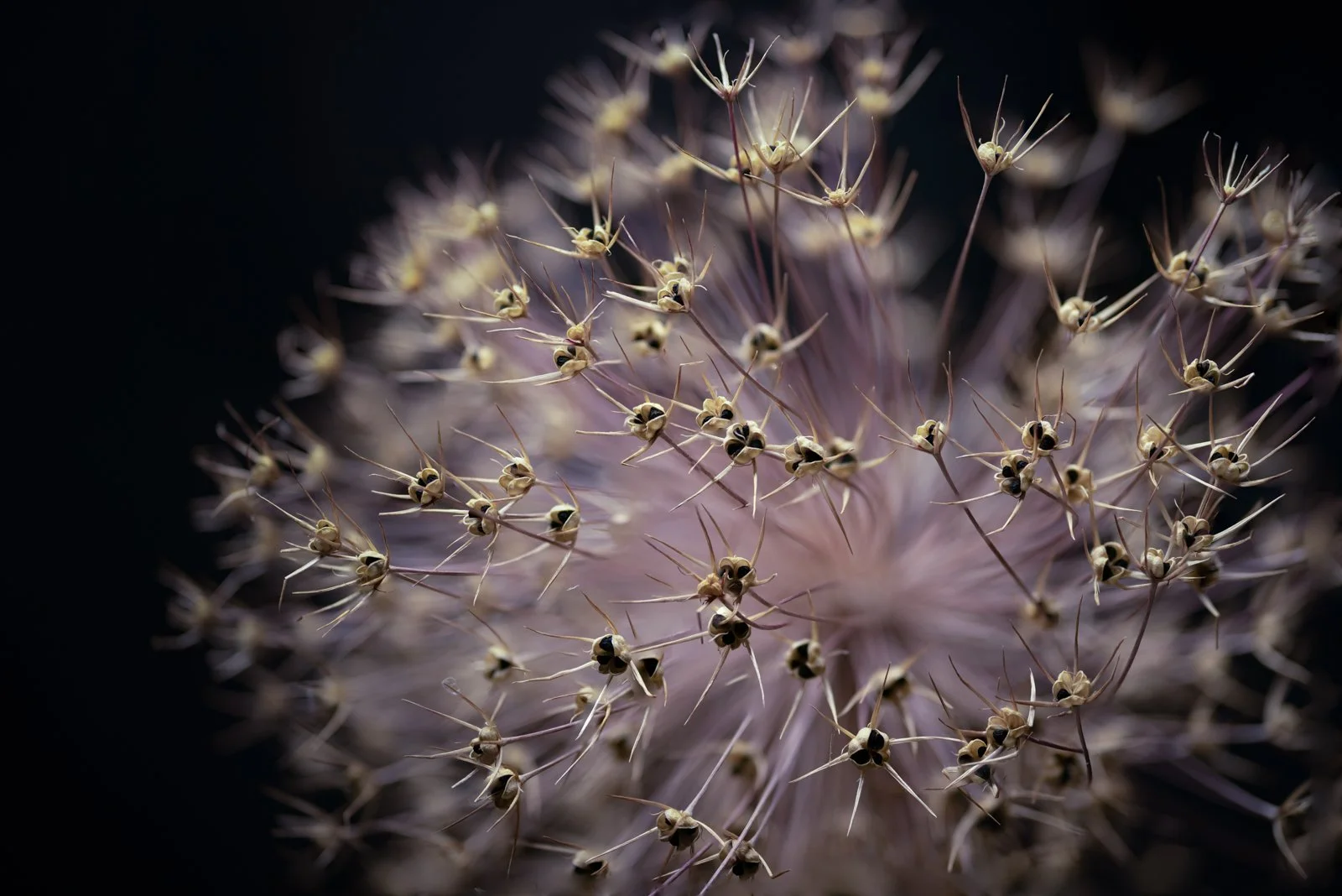 Seedheads