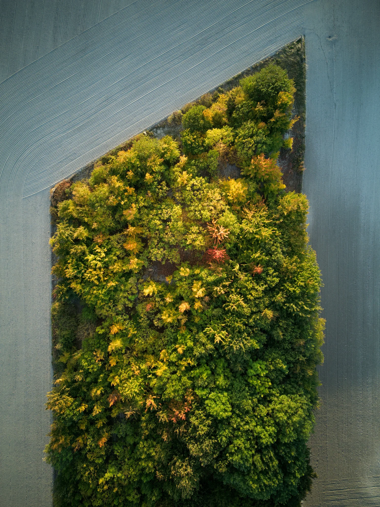 Clunch Pit Wood — Jim Cromwell