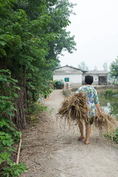 Mrs Yang, the wife of a fish farmer, walks home with hay for her small herd of goats.