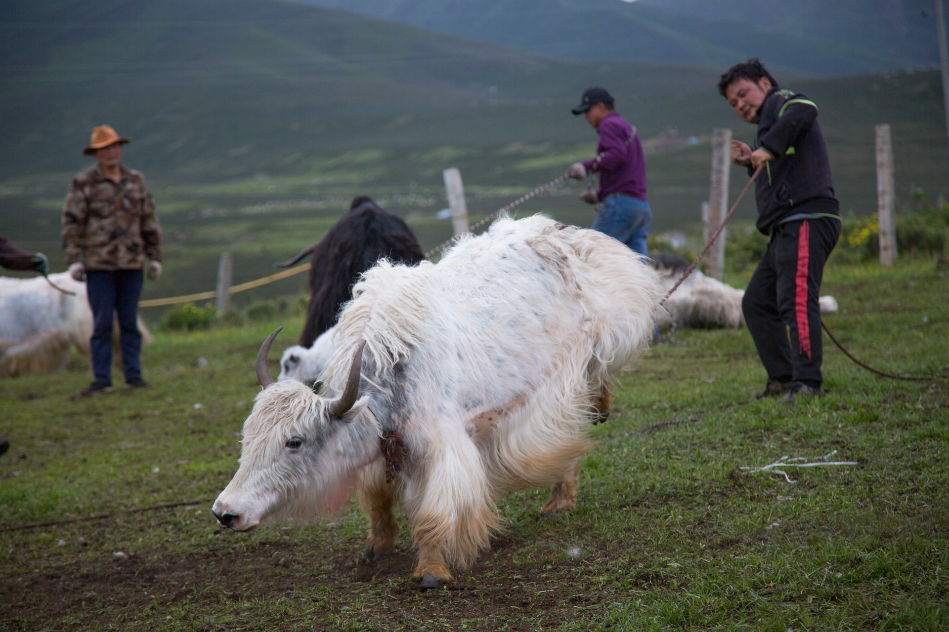  A Tibetan man fells a yak to the ground as part of the annual practice of shearing, immunising, and tagging their herds. Yaks are the keystone of Tibetan life Dechen, Gansu. July 2019 // Shot for Yakma 