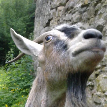 goat.jpg