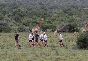 Runcation Addo2Fish homepage.jpg