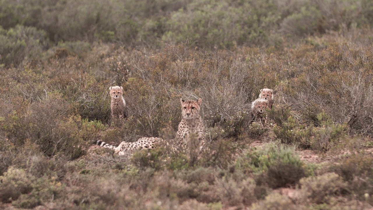 Copy of Copy of cheetah mom and cubs.jpg