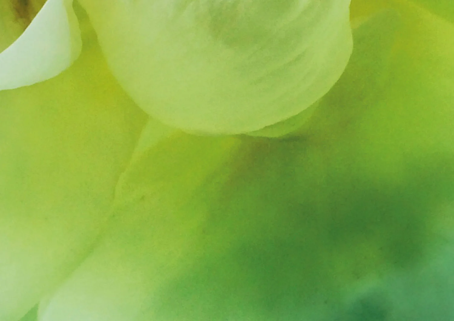 green-blank.jpg