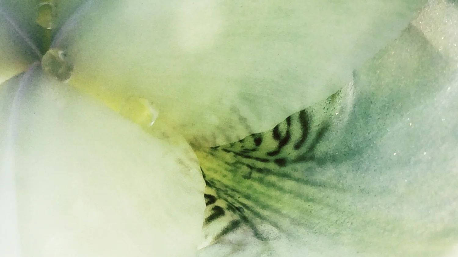 H.P.crop7-514831340.157533.jpg