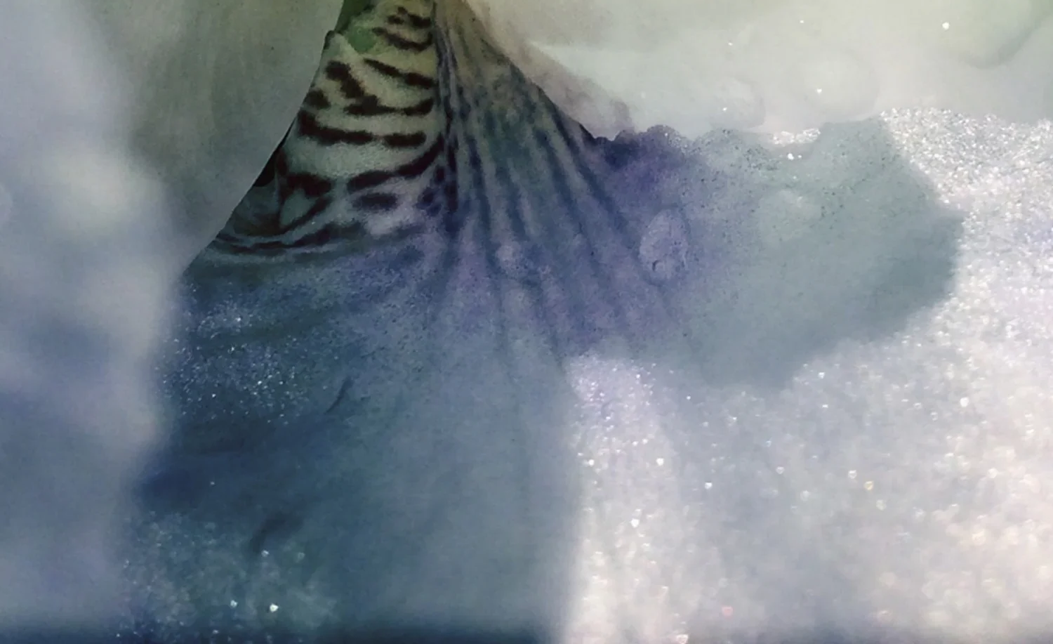 H-1.P.crop1-514831340.157533.jpg.png