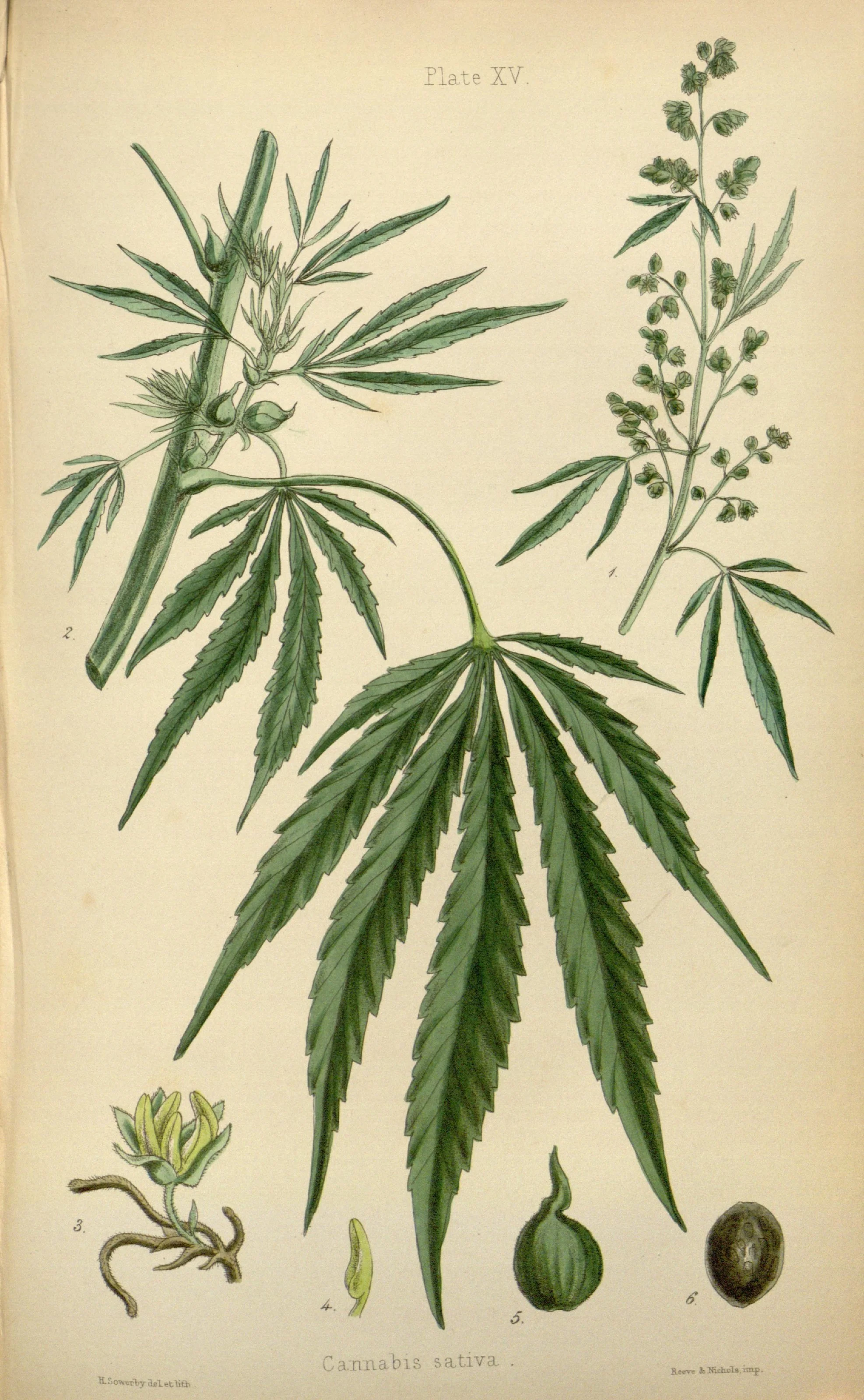 The_flora_homoeopathica_(8260577231).jpg
