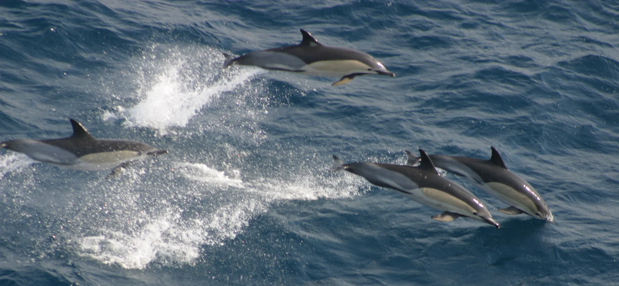 Common Dolphins © Dylan Walker