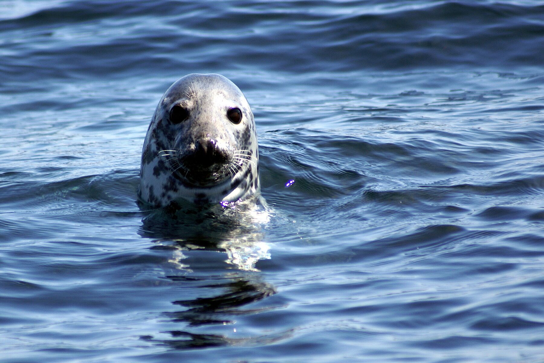 Grey Seal © Whale Watch West Cork