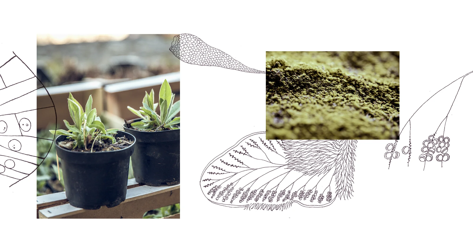 WFILE_ASPLENIUM_Webbilder4.jpg