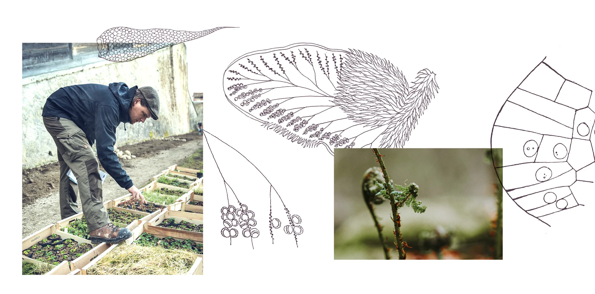 WFILE_ASPLENIUM_Webbilder3.jpg
