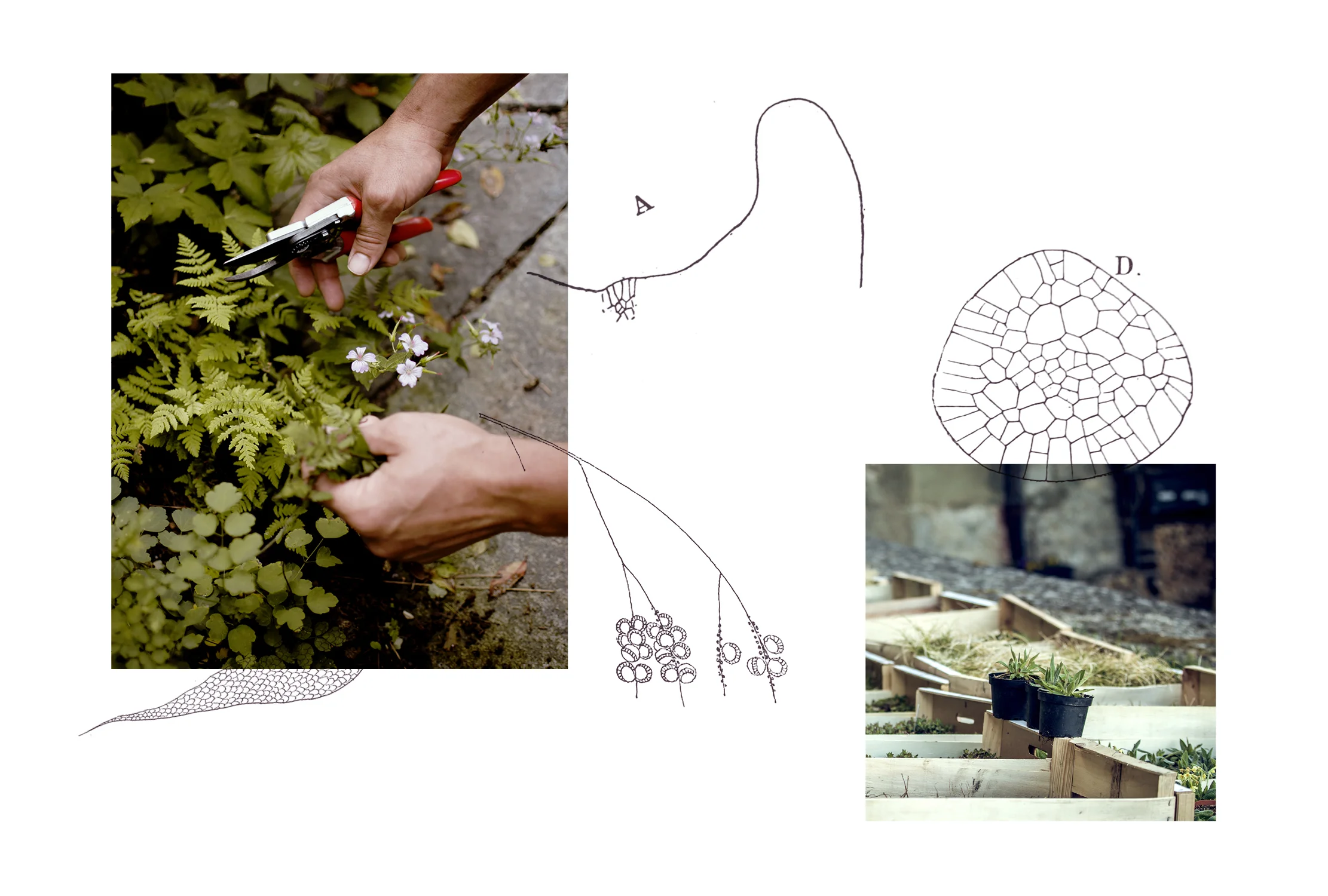 WFILE_ASPLENIUM_Webbilder8.jpg