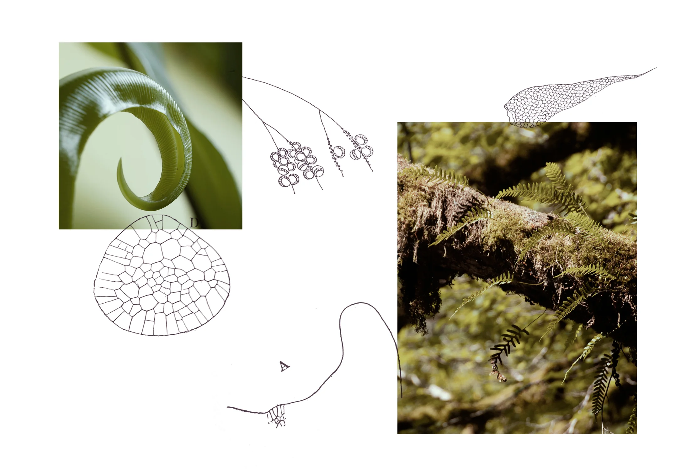 WFILE_ASPLENIUM_Webbilder9.jpg