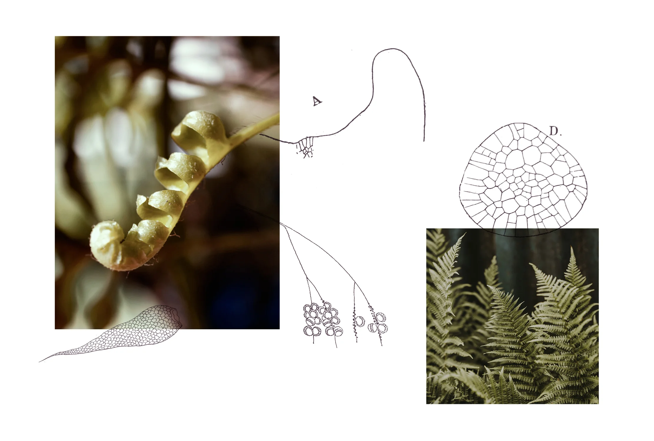 WFILE_ASPLENIUM_Webbilder6.jpg