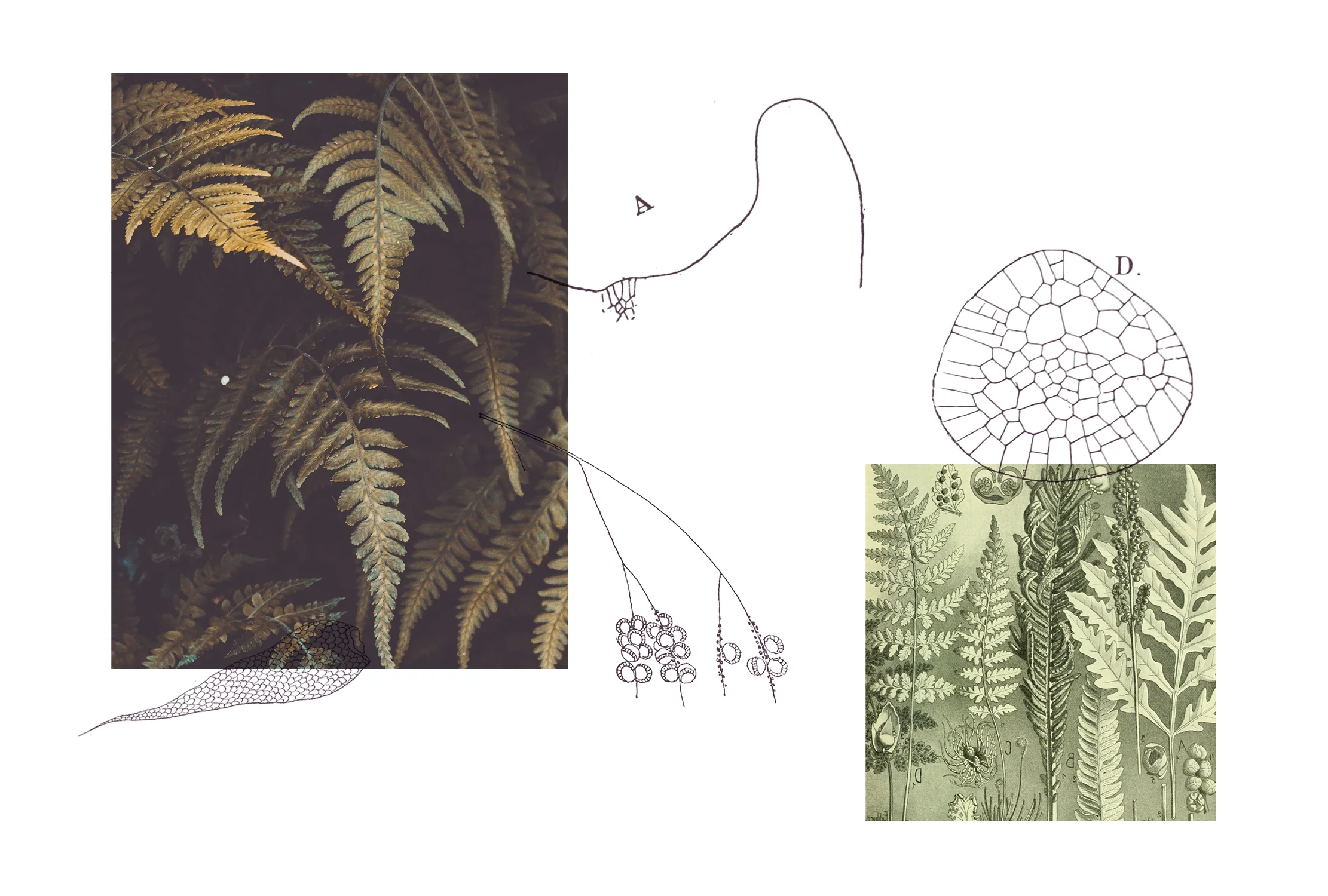 WFILE_ASPLENIUM_Webbilder7.jpg