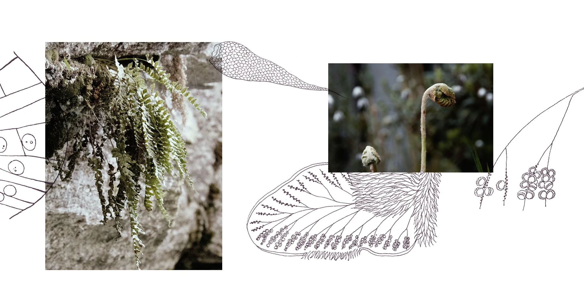 WFILE_ASPLENIUM_Webbilder5.jpg