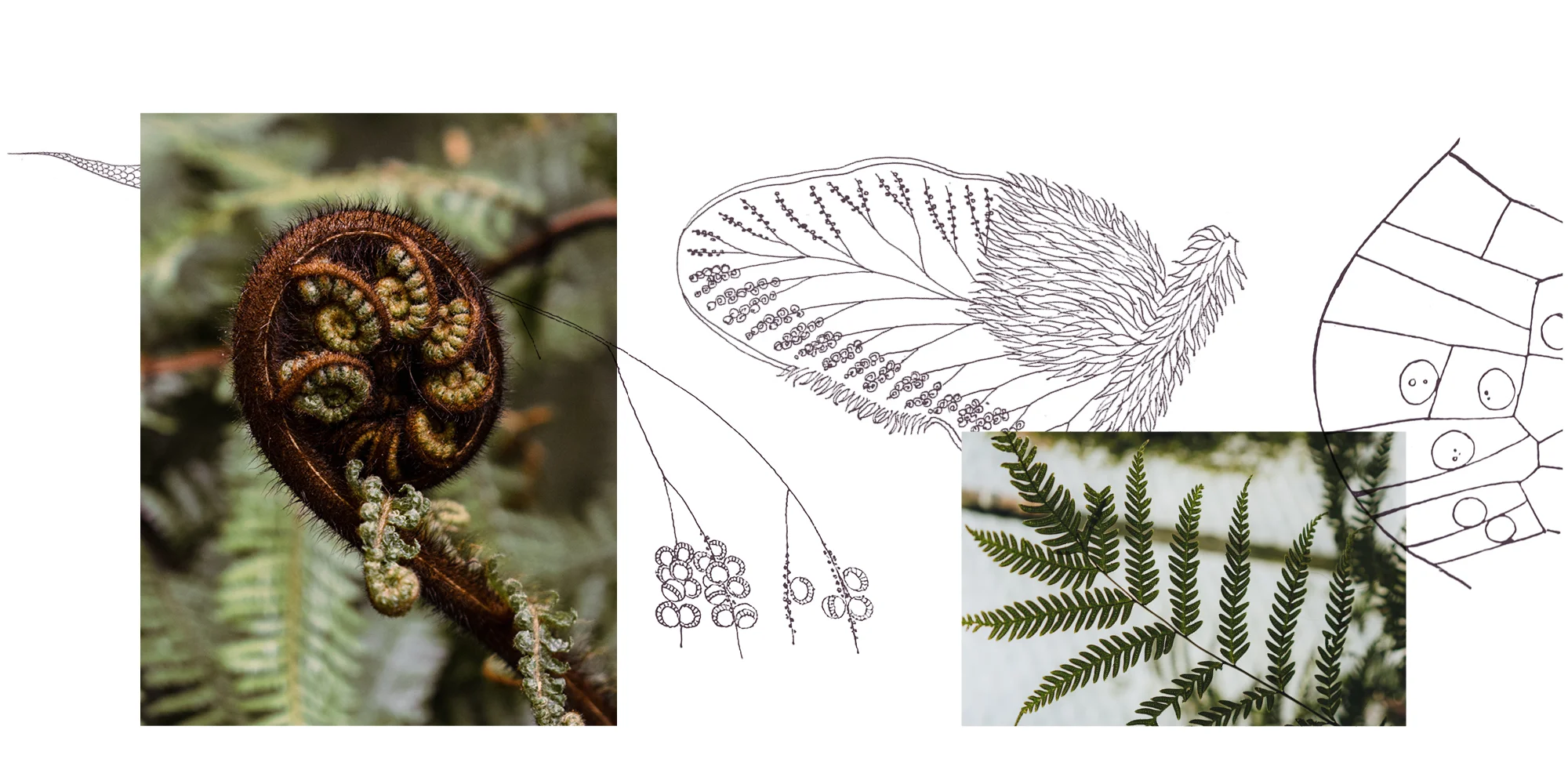 WFILE_ASPLENIUM_Webbilder11.jpg