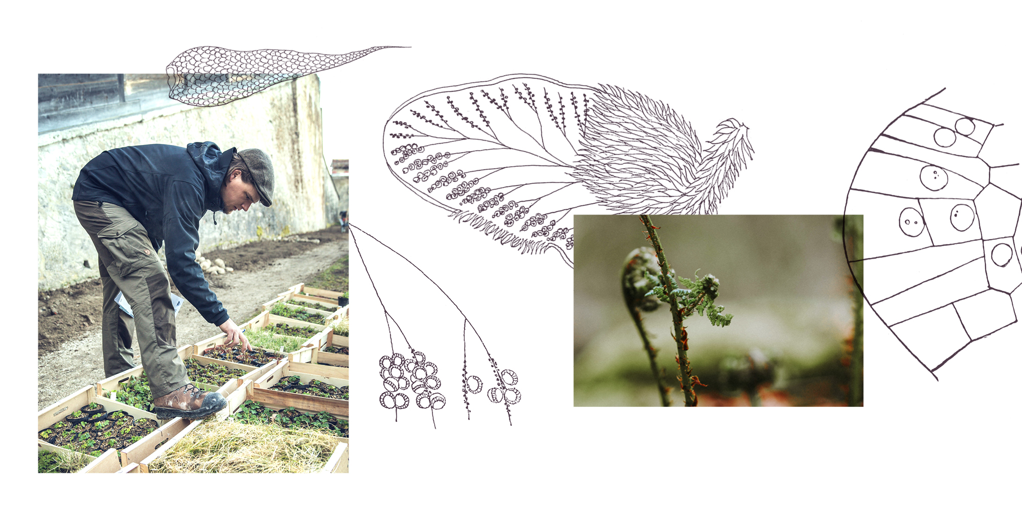 WFILE_ASPLENIUM_Webbilder4.jpg
