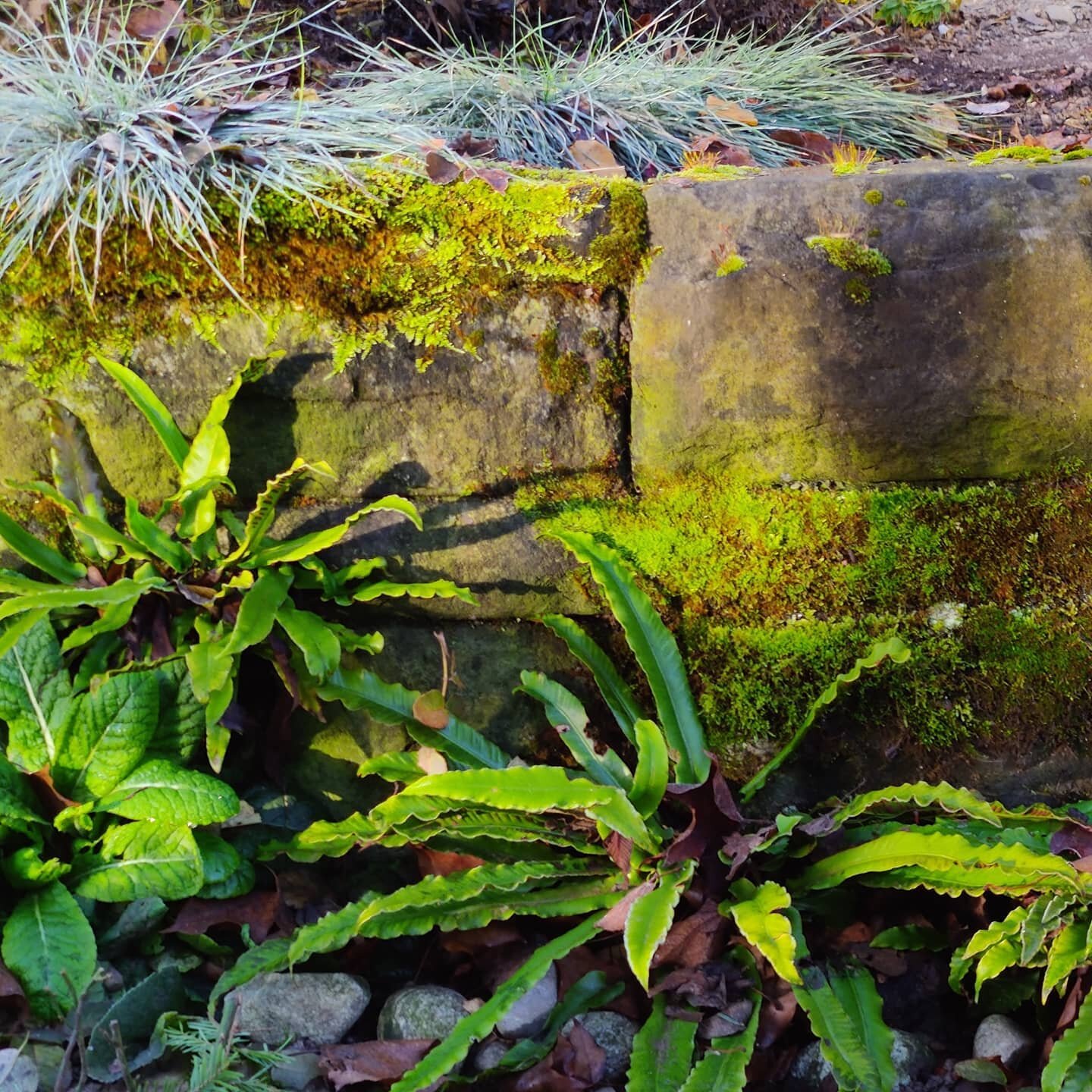 Diesem frischgr&uuml;nen Gr&uuml;ppchen #aspleniumscolopendrium begegnete ich heute Morgen bei einem kleinen Umweg durch den Berner Rosengarten.

#bern #rosengartenbern #rosengarten #ilovebern #asplenium #hirschzungenfarn #ferns #ferngarden #fernlove