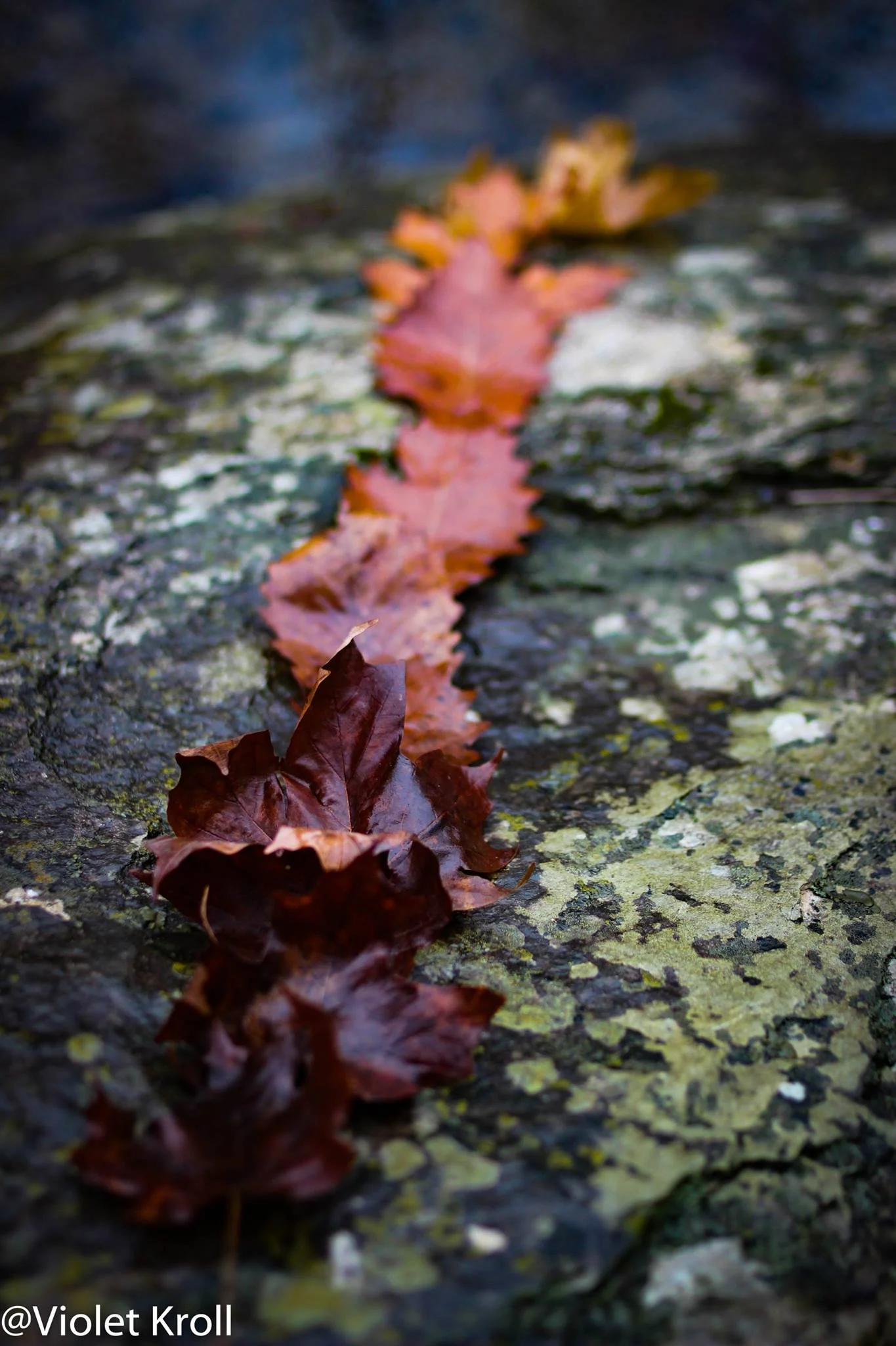 leafpath.jpg