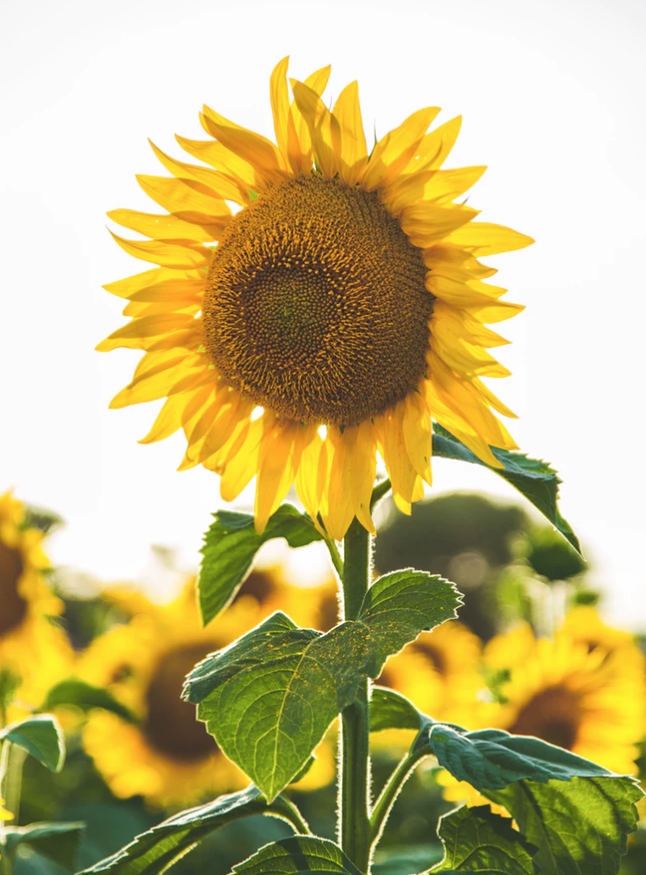 Skärmavbild 2018-10-30 kl. 12.01.09.png