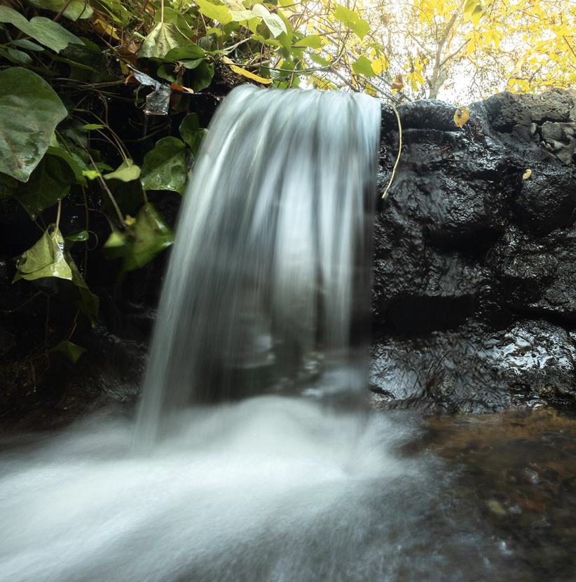 Heavy rainstorms in Berkeley revitalize campus flora, fauna