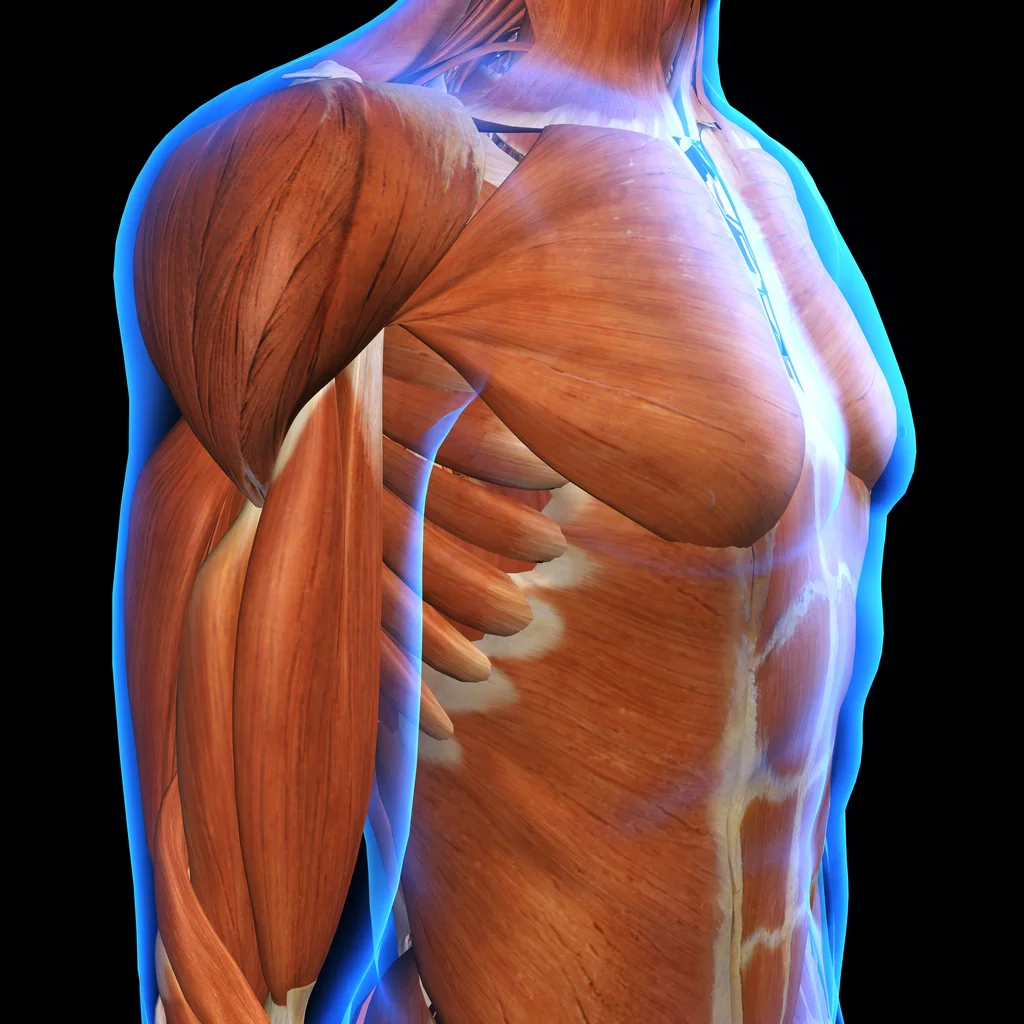 fascia.jpg