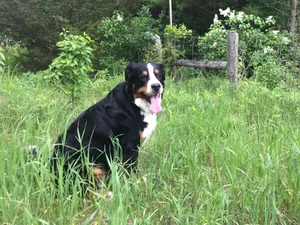 Cherry Home Inspections photo 6