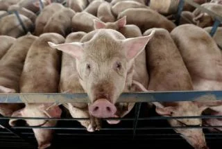 Pigs in NC.jpg