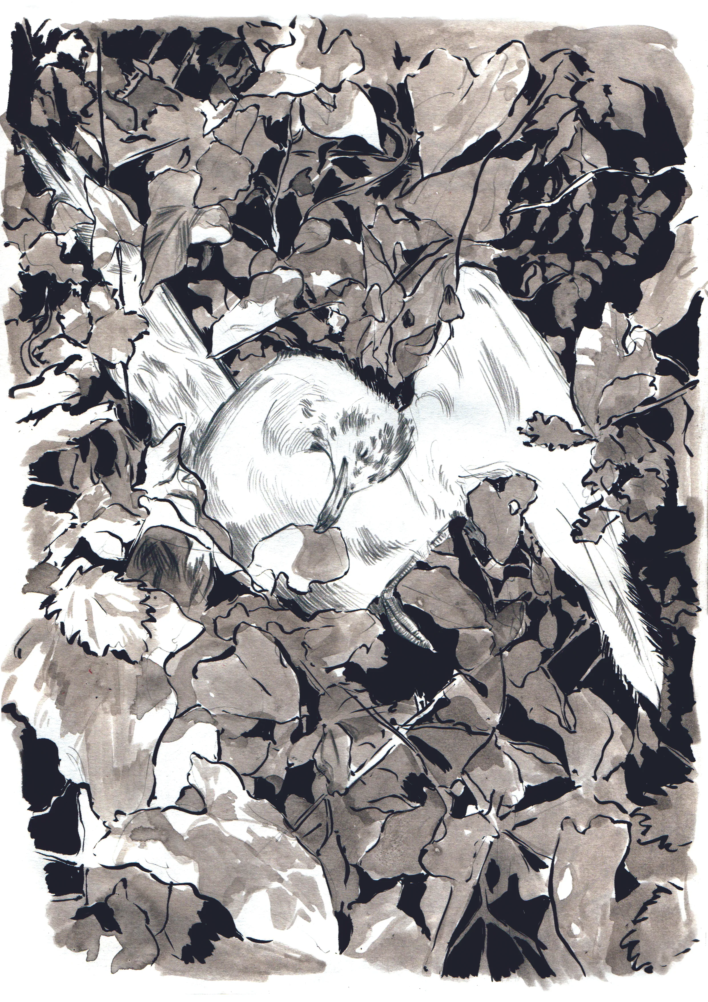 Seagull A4.jpg