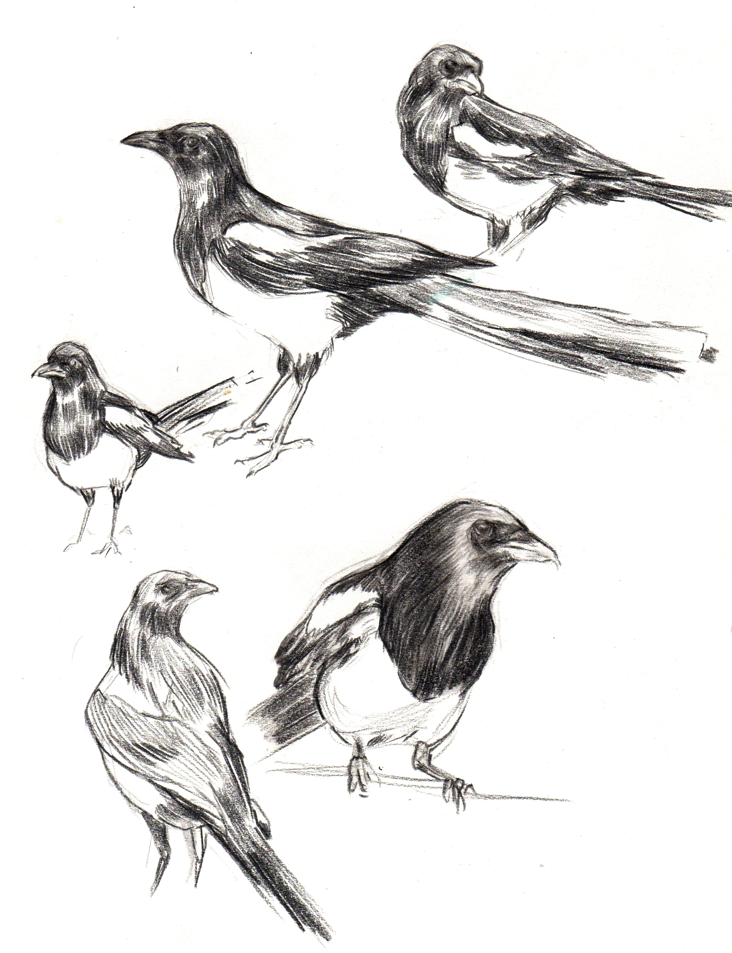 Magpies.jpg