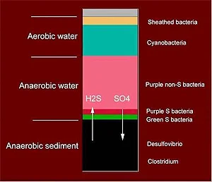 The many different microbial ecosystems in the sediment at the bottom of the lake