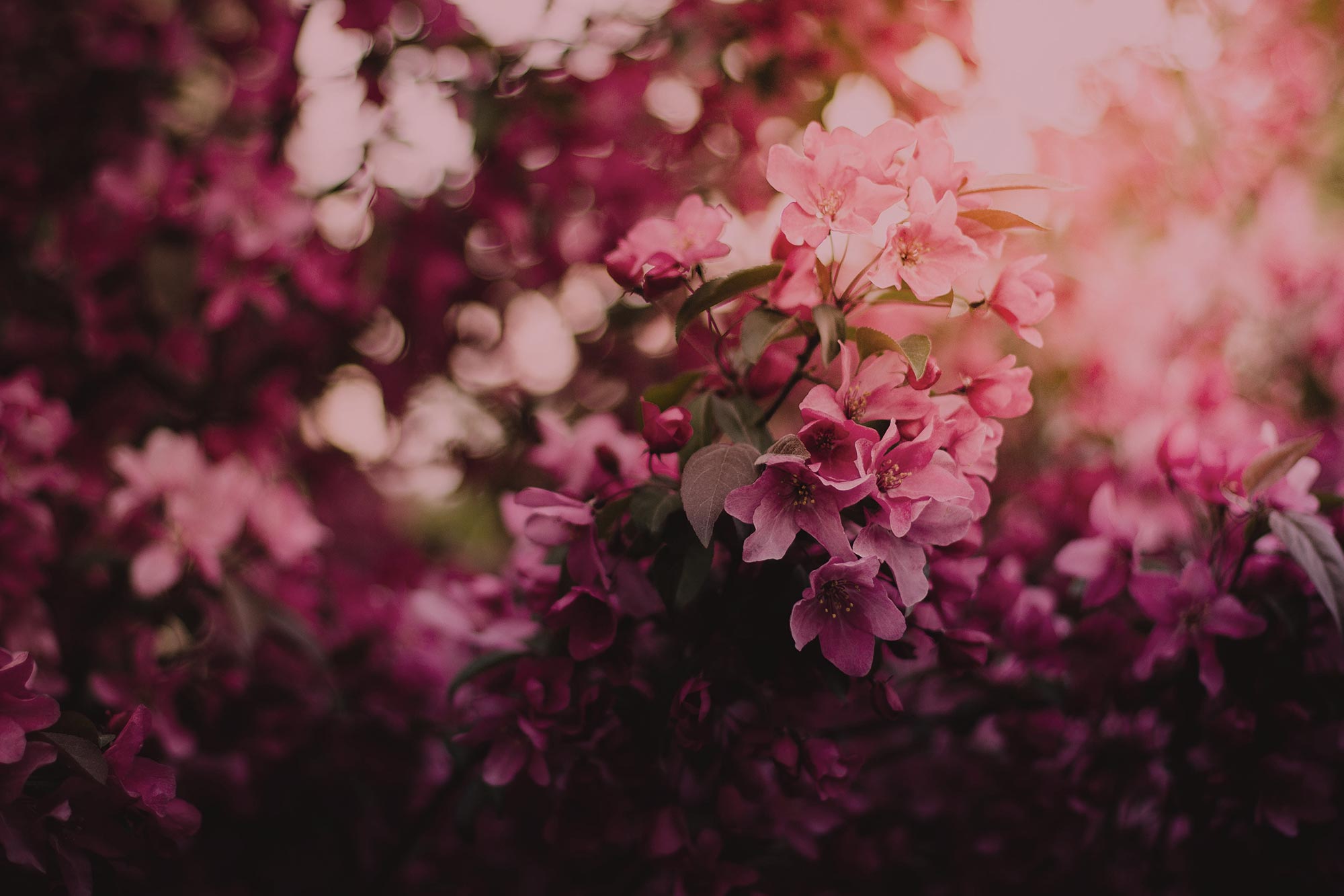 reviews_flowers.jpg
