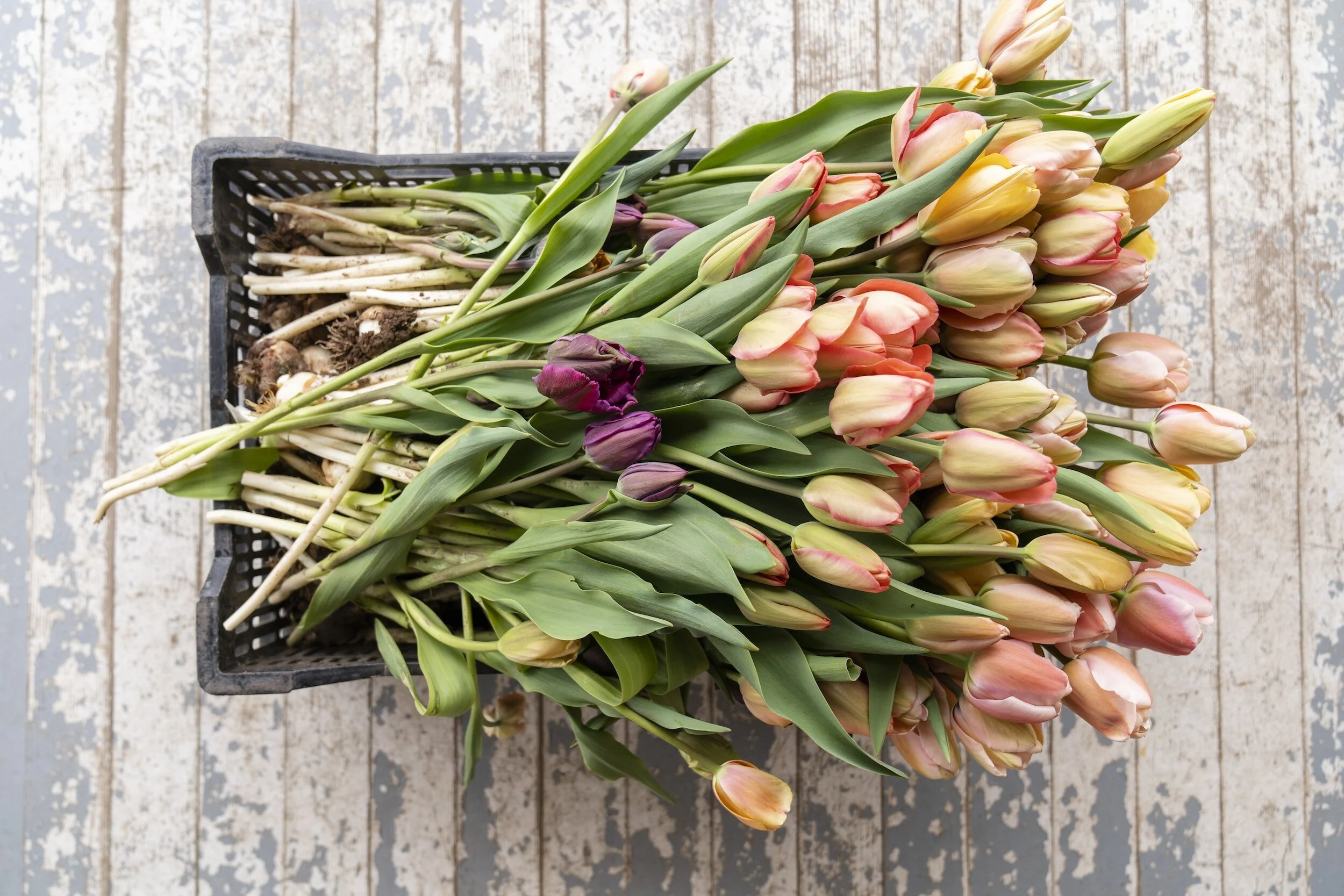 Spring Bulb Shop is now open: We are about to get a delivery of 15,000+ spring bulbs!
