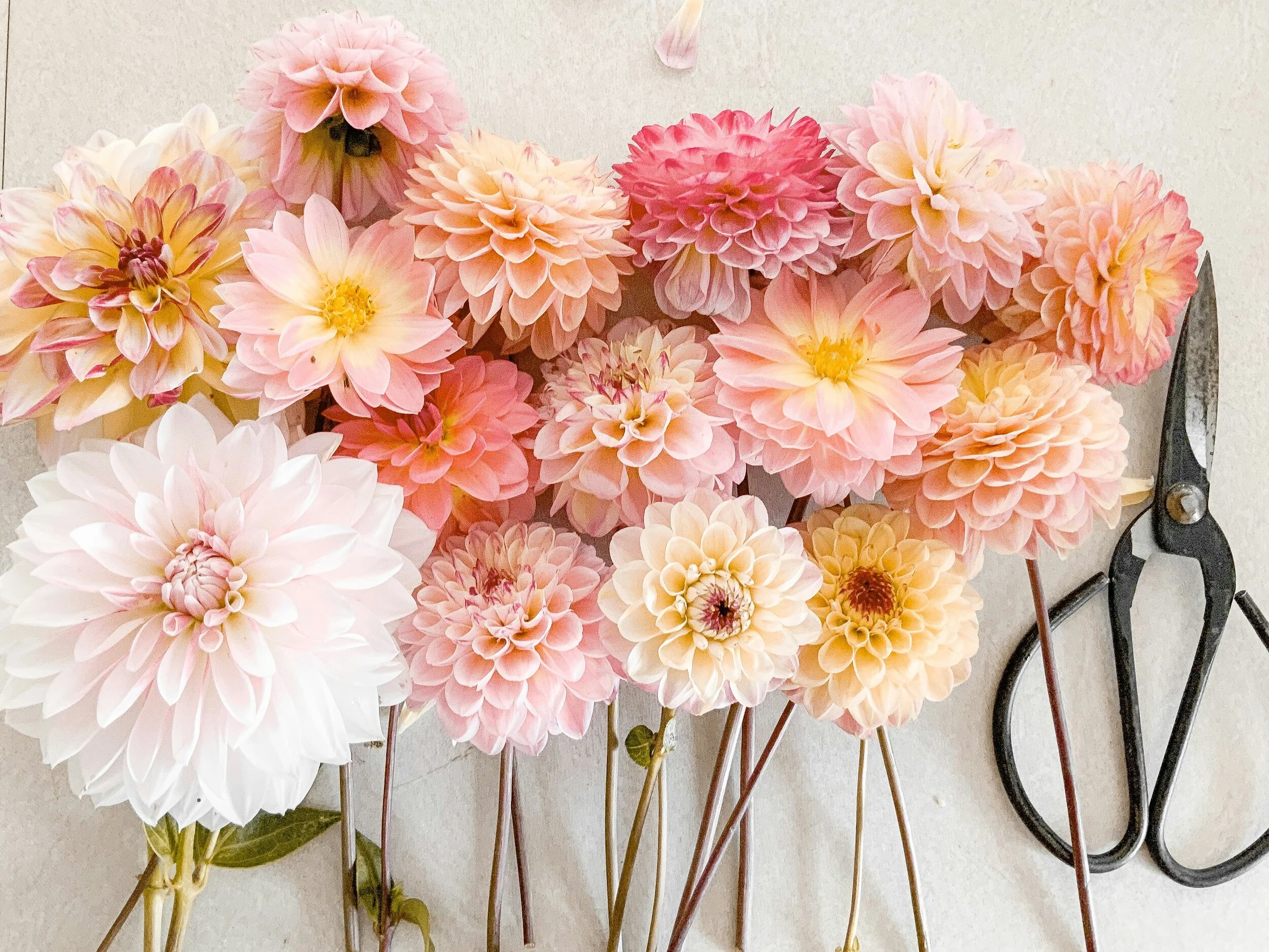 Dahlia Growing Guide - for the Home Grower or Aspiring Flower Farmer