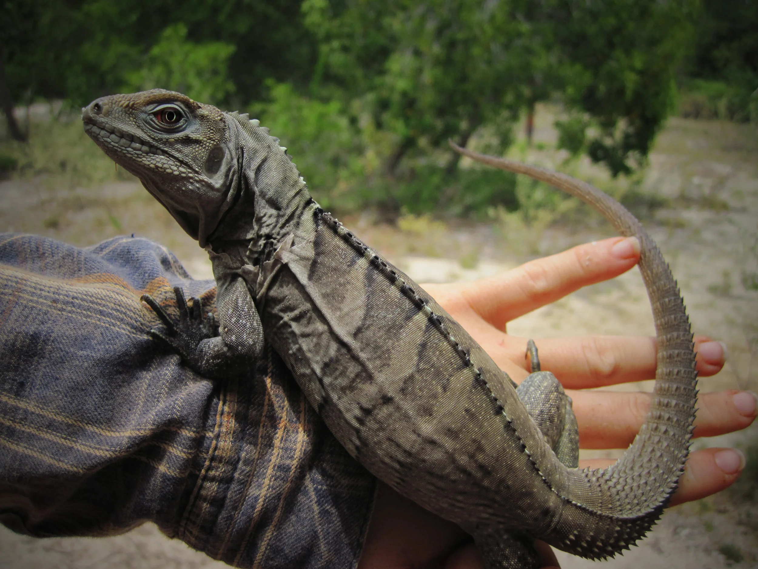 photo credit: R. Steinitz