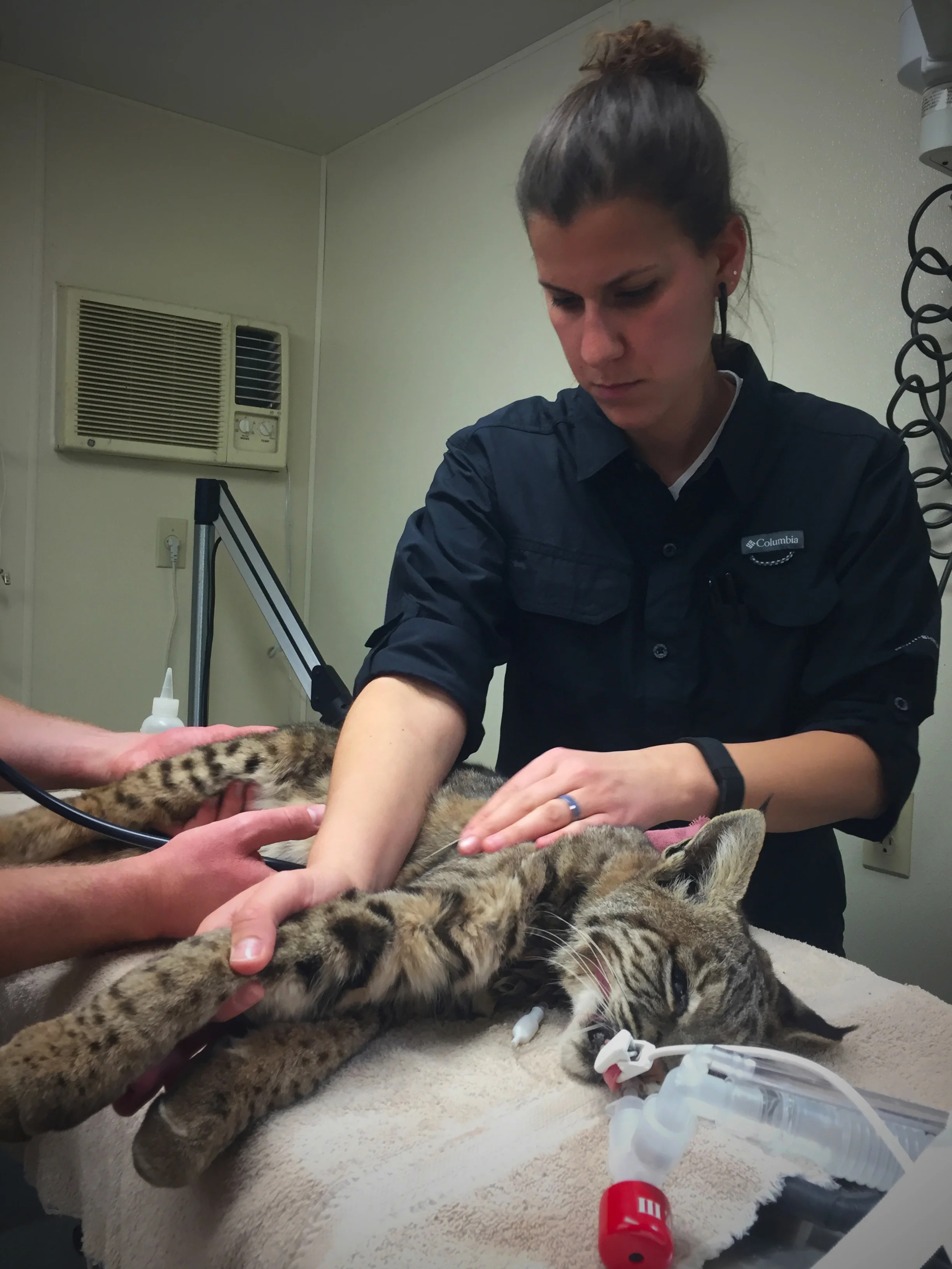 Sampling captive bobcats to better understand isotope fractionation in felids