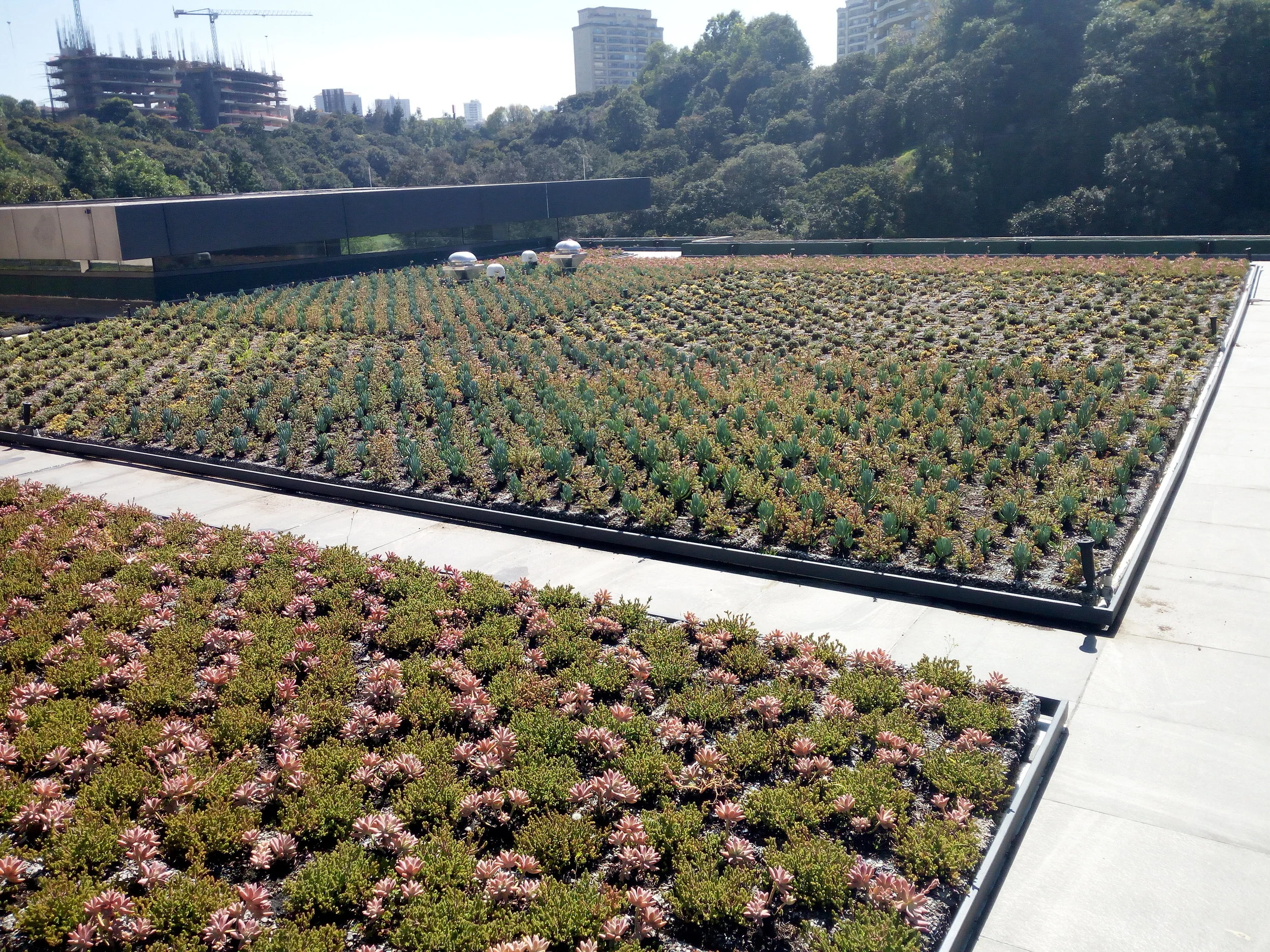 plantica_azoteasverdes_ecotejado_extensivo.jpg