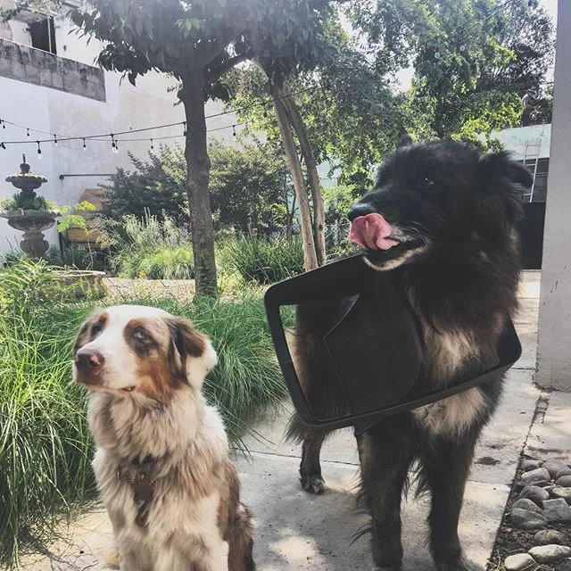 Yummy 🐕🐾🐶😋