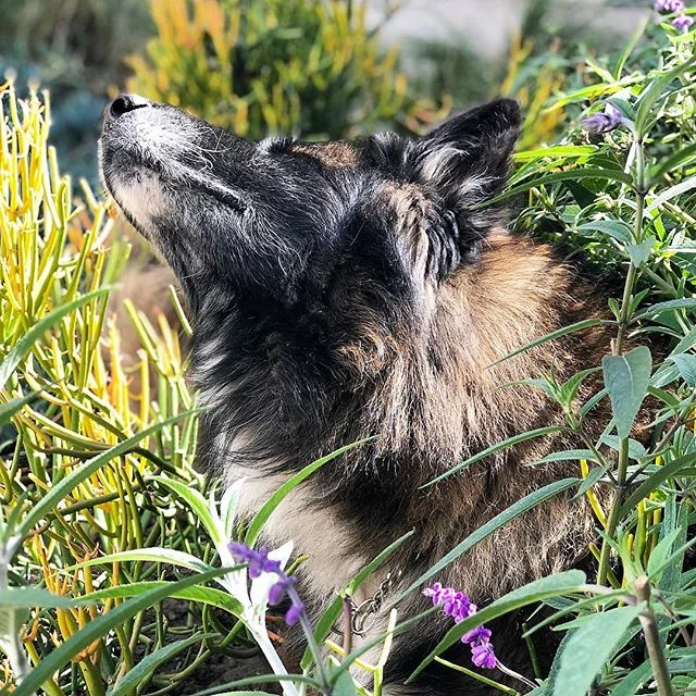 El Rey...
.
.
Foto: @luisavalenzuela