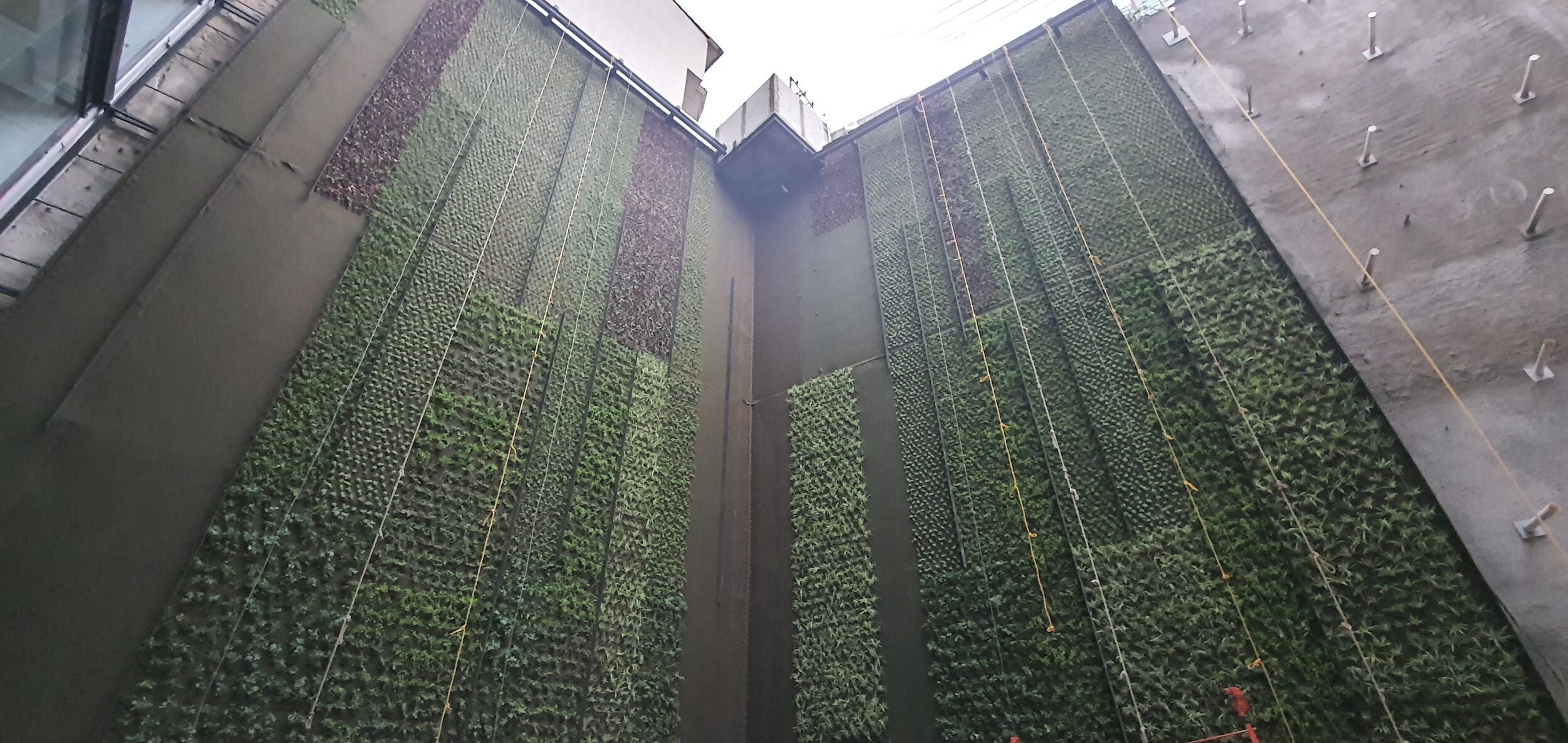 Muro Verde - Plantado