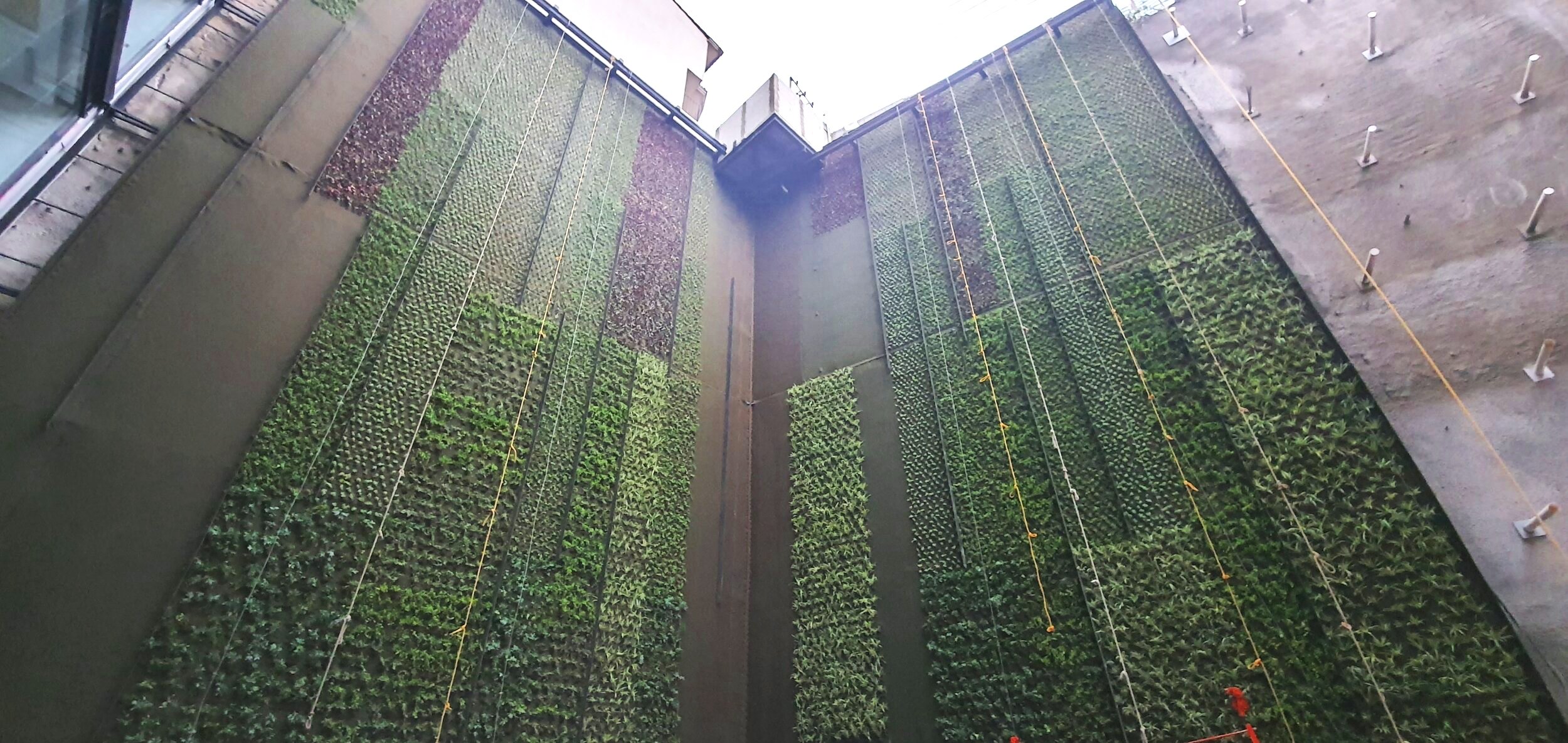 Muro Verde 2