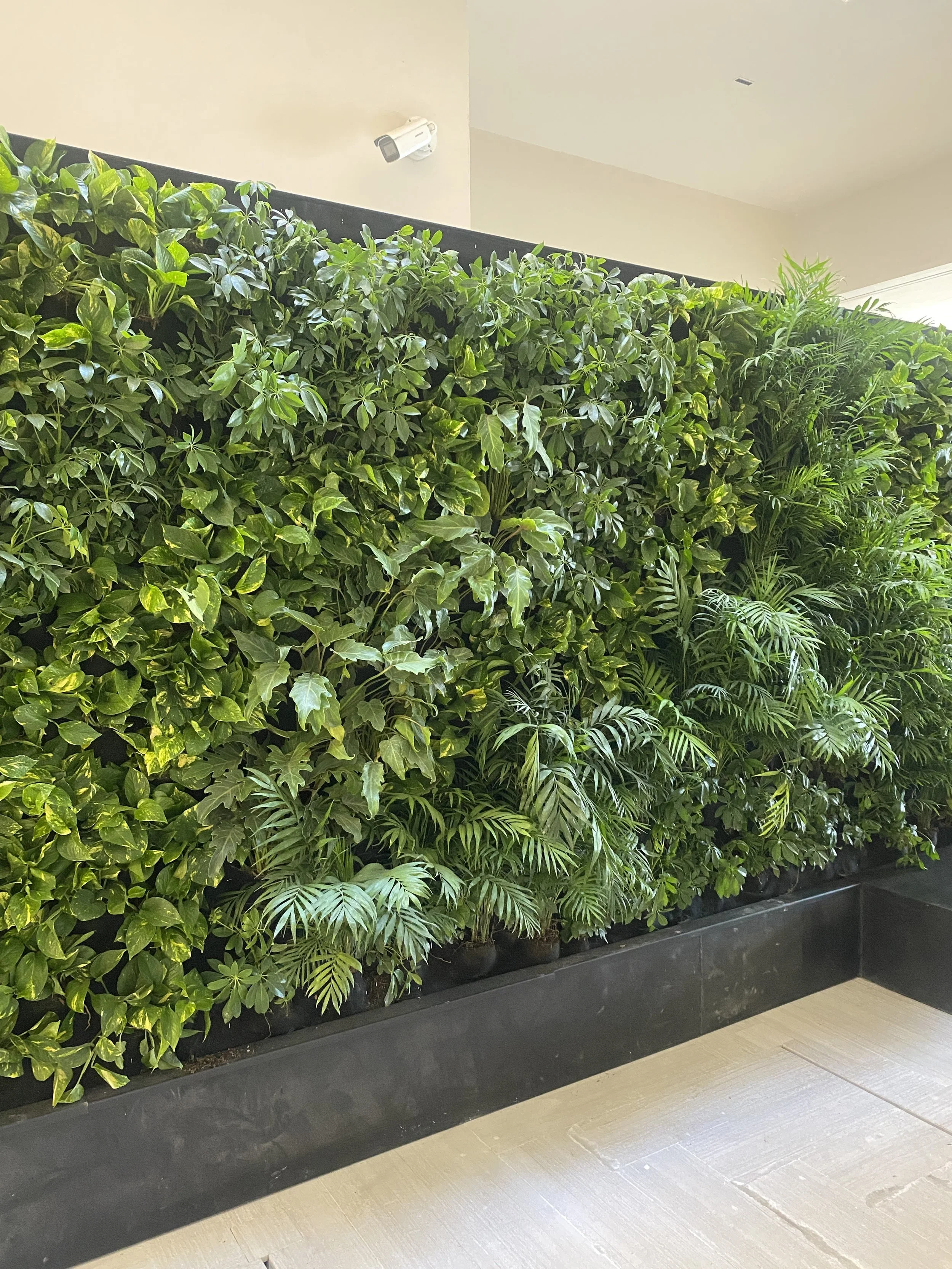 Los Cabos - Jardines Verticales