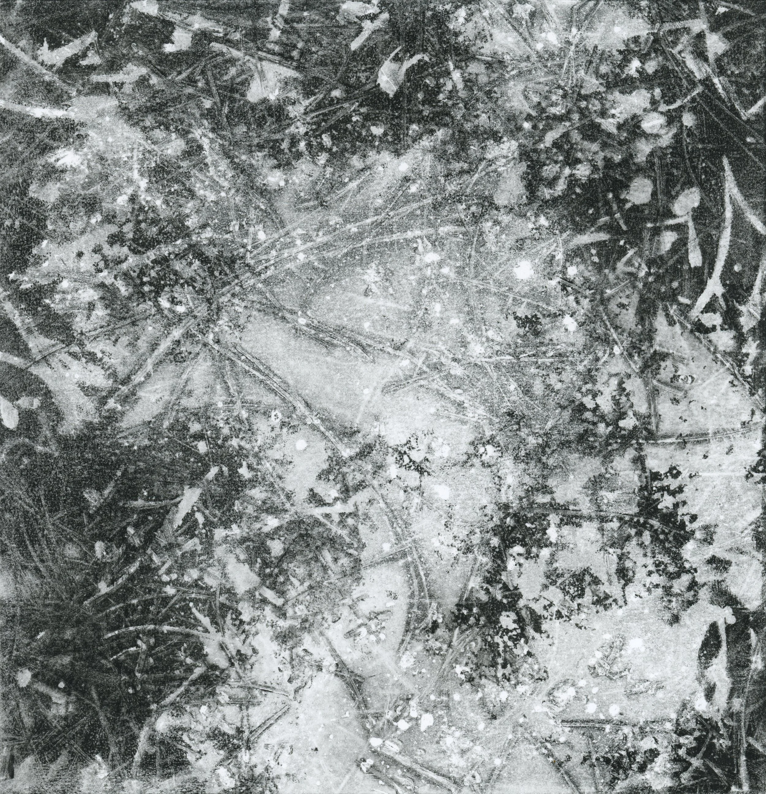 Forest Floor0002.jpg