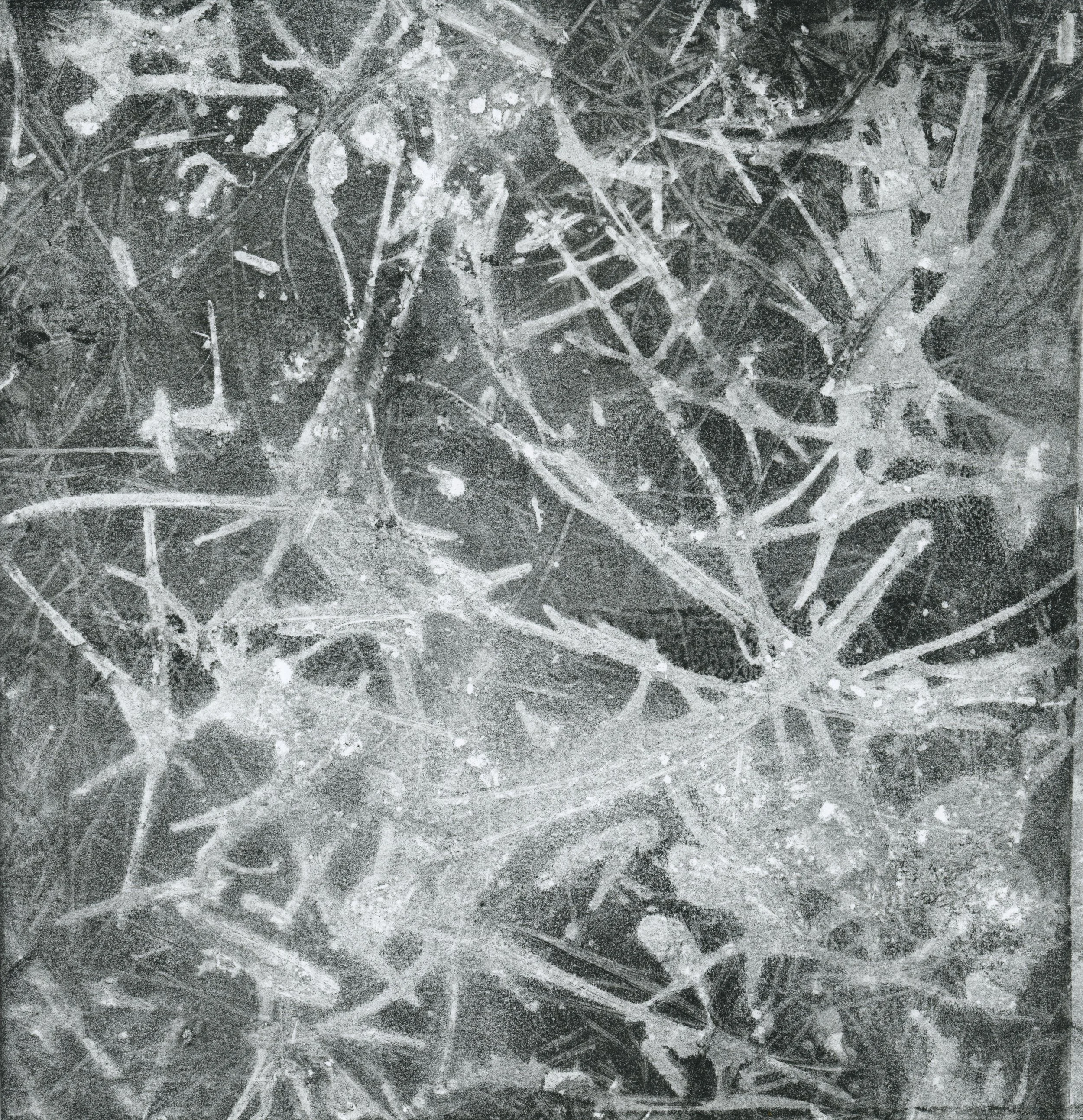 Forest Floor0005.jpg