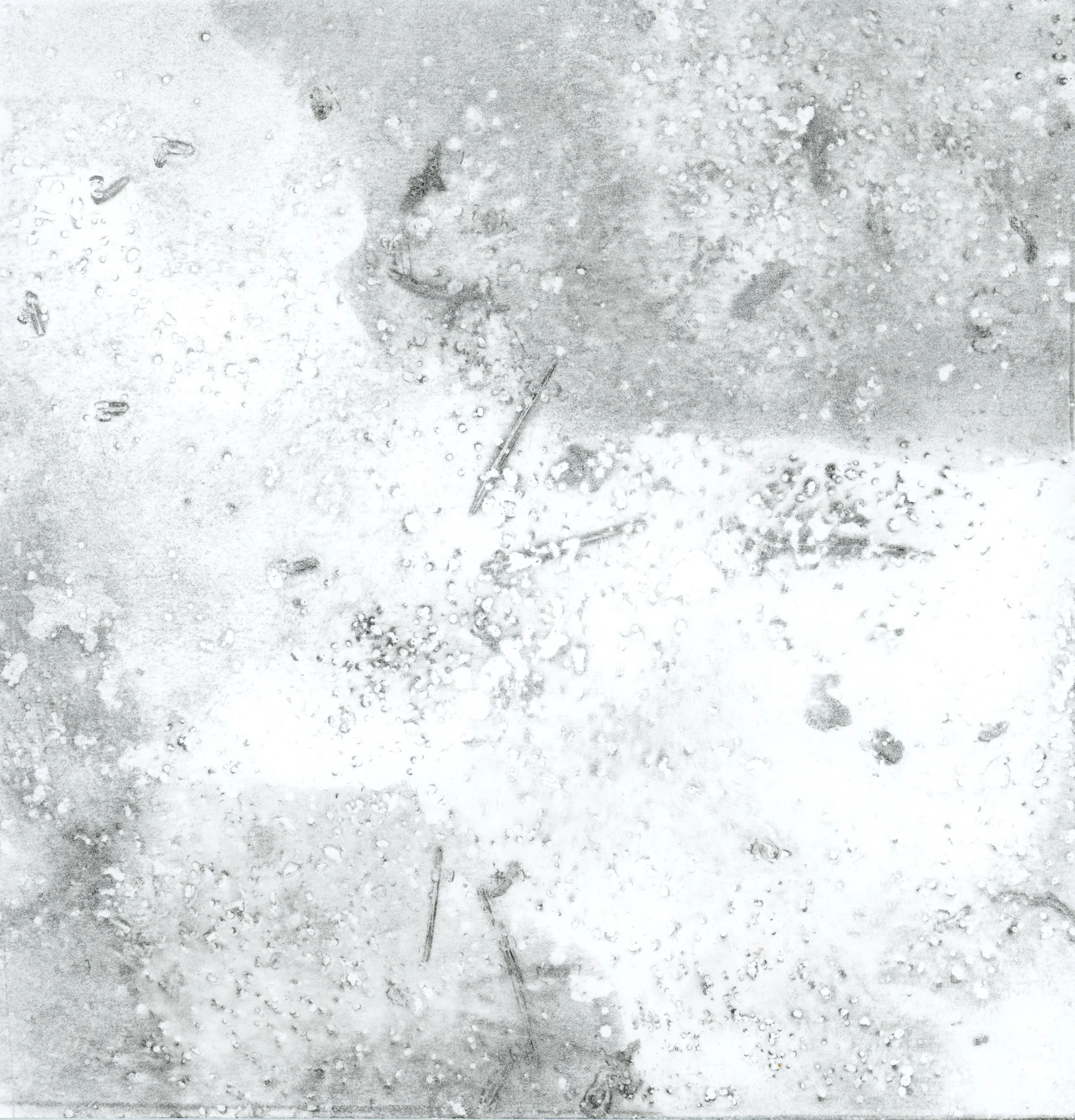 Forest Floor0006.jpg