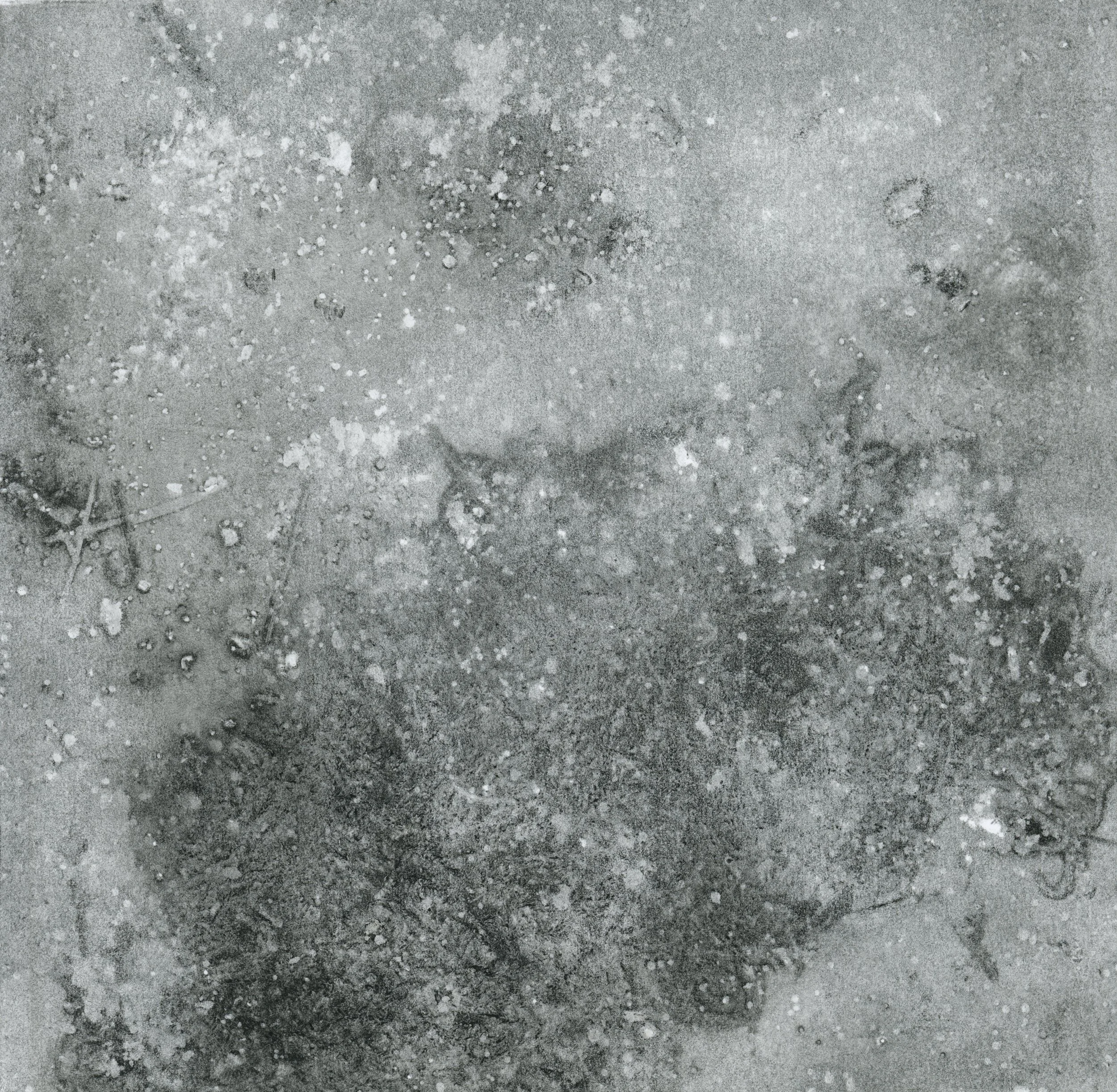 Forest Floor0009.jpg