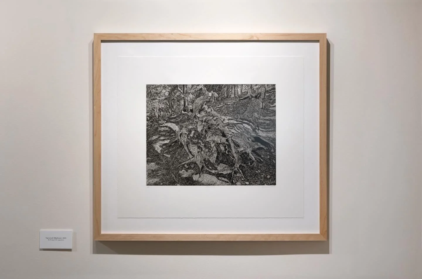 Uprooted, 2025
Etching with aquatint on Somerset Velvet
17 1/2 x 20 inches

#etching #intaglioprintmaking #roots #pathways #exhibition